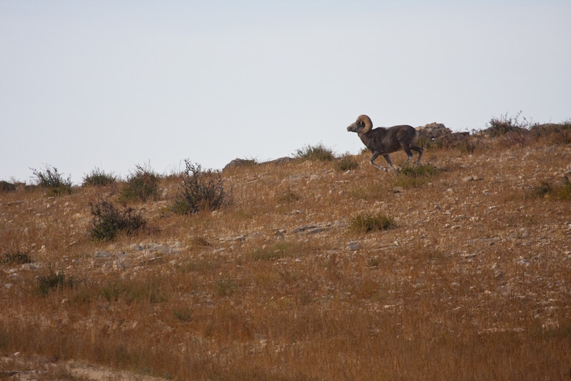 Argali